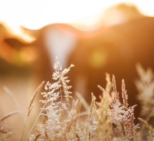 Getreidehalme im Sonnenlicht