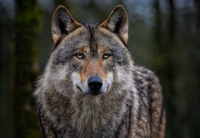 EU-Parlament beschließt Absenkung des Schutzstatus des Wolfs