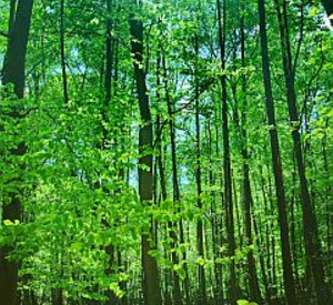 Gr�ner Wald im Fr�hling