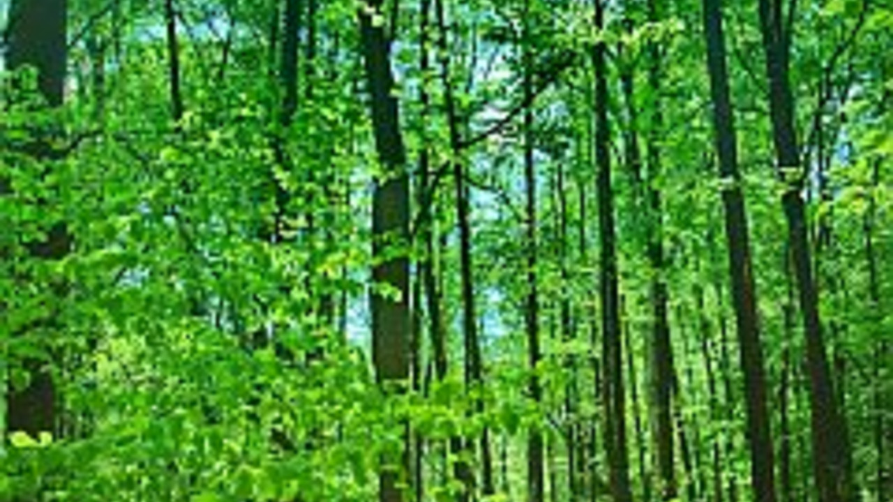 Gr�ner Wald im Fr�hling